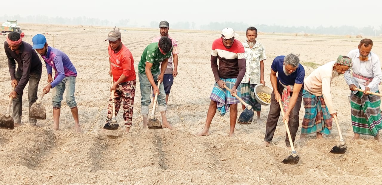 পাঁচবিবিতে  ব্যস্ত সময় কাটাচ্ছে আলু চাষীরা