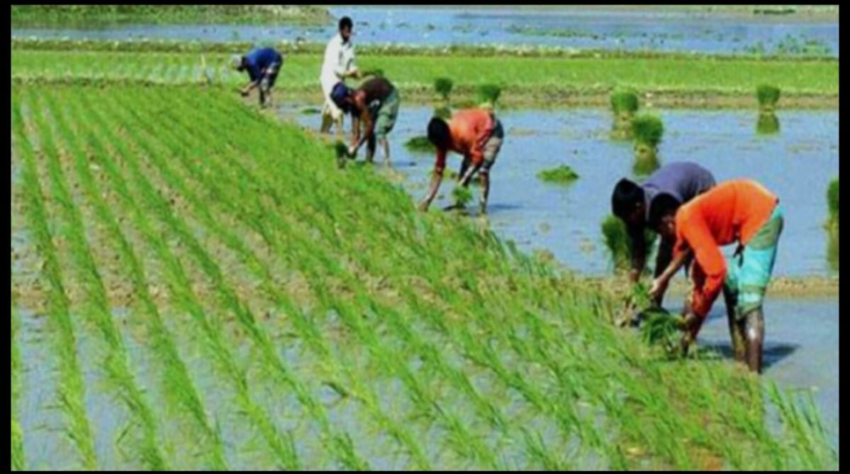 ডুমুরিয়ায় বোরো রোপণে ব্যস্ত সময় পার করছেন কৃষকরা