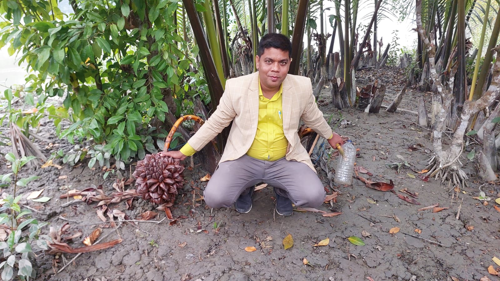 ডুমুরিয়ায় সুন্দরবনে গোলগাছ ও এর ফল শেখ মাহতাব হোসেন ডুমুরিয়া খুলনা।