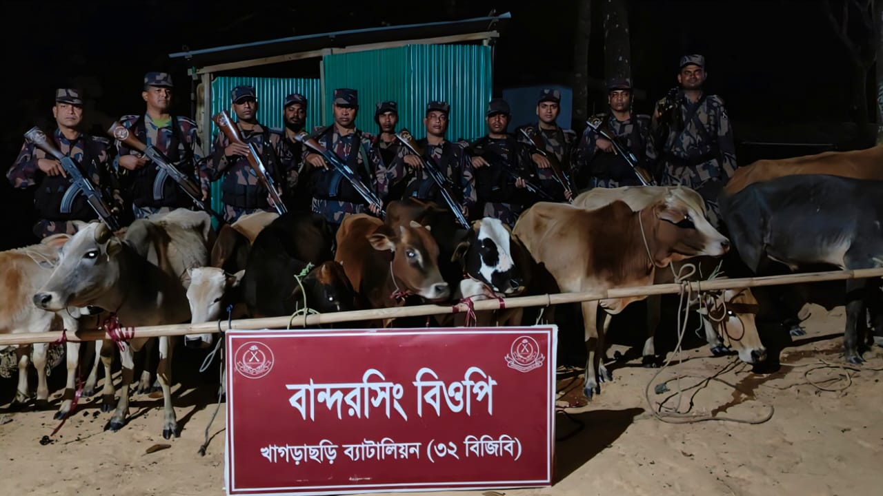 খাগড়াছড়িতে ৩২ বিজিবির অভিযানে ১২টি ভারতীয় গরু জব্দ