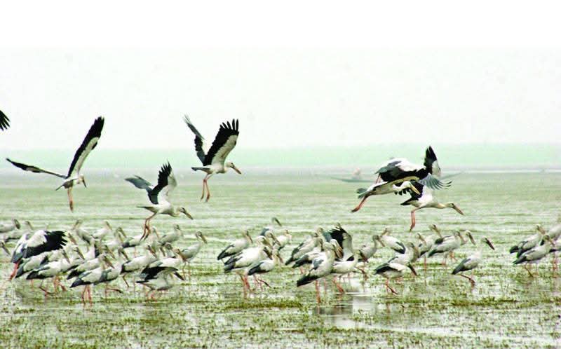 মানিকগঞ্জ ঘিওর ও শিবালয় অতিথি পাখির আগমনে