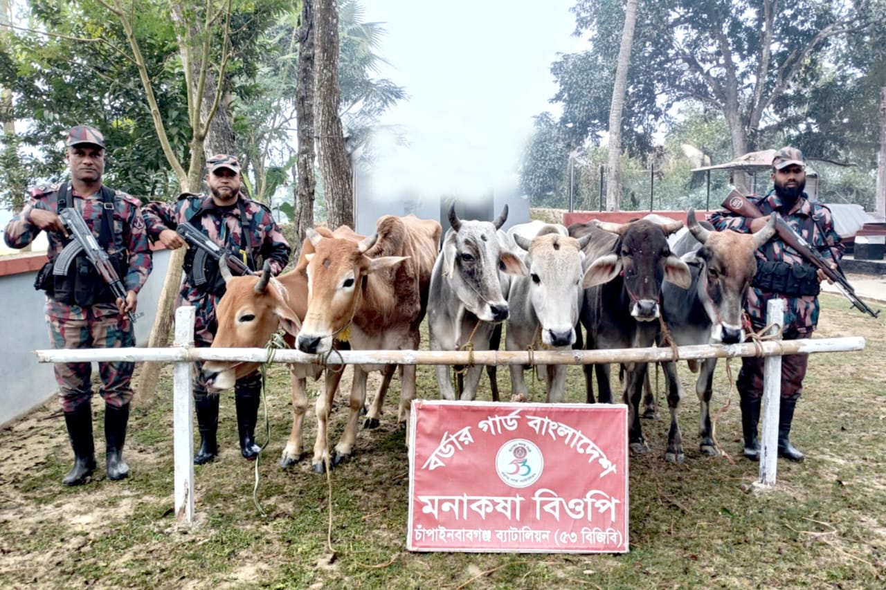 সীমান্তে পৃথক পৃথক অভিযানে ১৬টি ভারতীয় গরু জব্দ করেছে ৫৩ বিজিবি