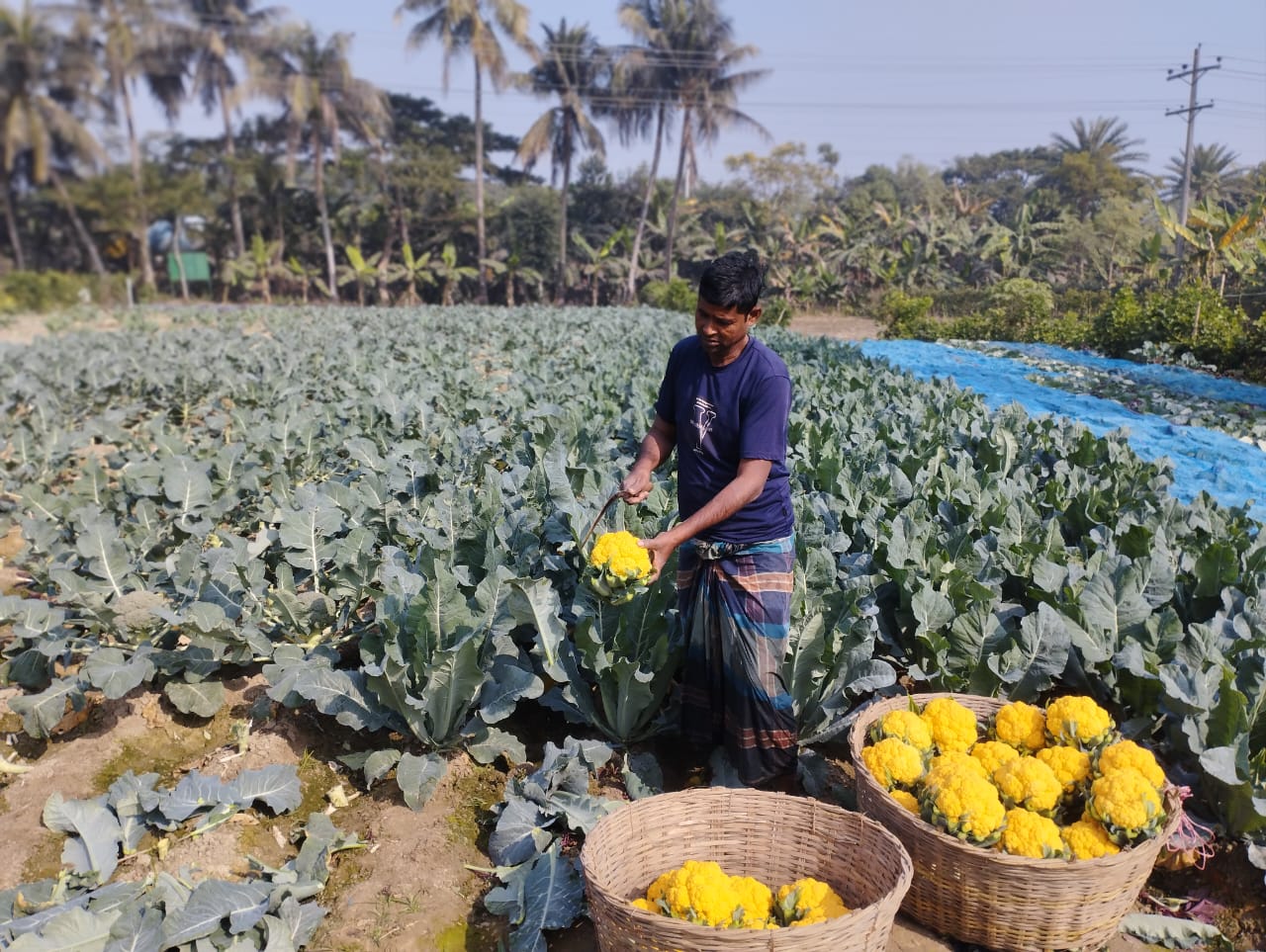 রঙিন ফুলকপি চাষে ডুমুরিয়া কৃষকের মুখে হাসি