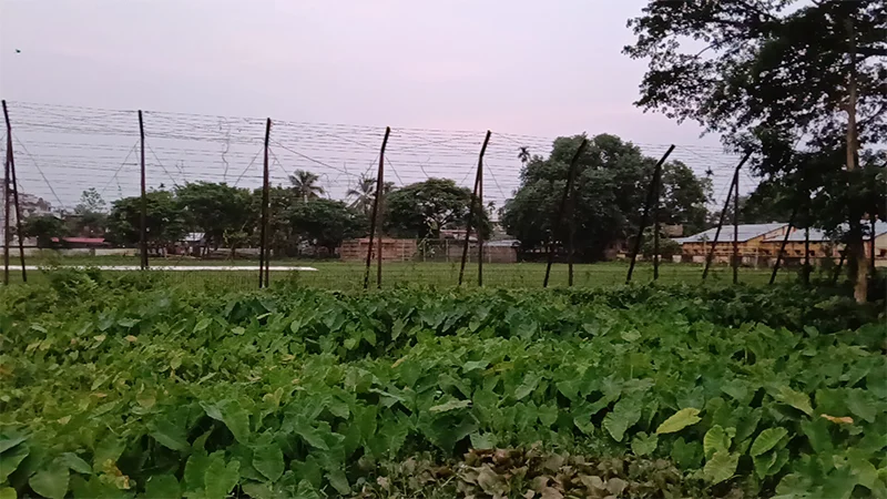 কুলাউড়া সীমান্তে বিএসএফের গুলিতে ১ বাংলাদেশি যুবক নিহত