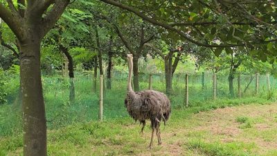 ১৩৪ কোটি টাকার গবেষণা প্রকল্পে ২২ উটপাখির ১৫টি জবাই