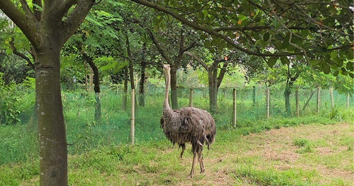 ১৩৪ কোটি টাকার গবেষণা প্রকল্পে ২২ উটপাখির ১৫টি জবাই
