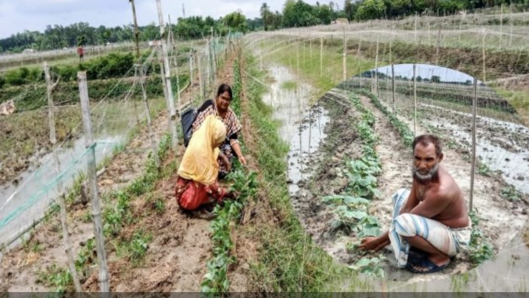 ডুমুরিয়ার কৃষকরা  মীম আস্থা গ্রীষ্মকালীন তরমুজ চাষ করে লাভবান