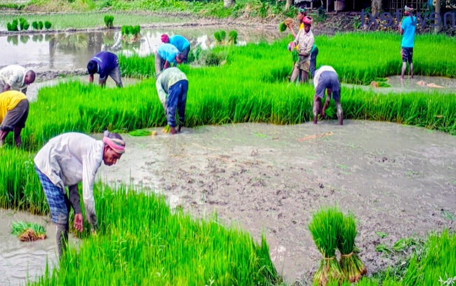 দিনাজপুর বীরগঞ্জে  কৃষকরা আমন ধান রোপণে ব্যস্ত  সময় পার করছেন