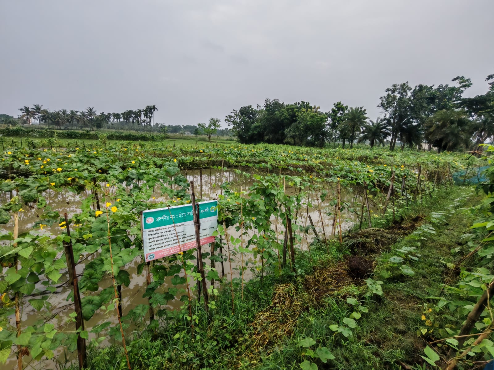 মাচায় পোল্লার বাম্পার ফলন: ডুমুরিয়ার শাহিনুরের সাফল্যে কৃষকদের মাঝে নতুন আশা