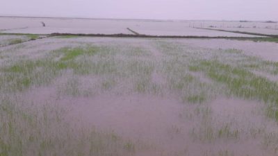 পটুয়াখালীর বাউফলে টানা বর্ষণে জনজীবন বিপর্যস্ত