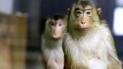 ইন্দোনেশিয়ায় ১৭ জনকে আহত করা বানর আটক