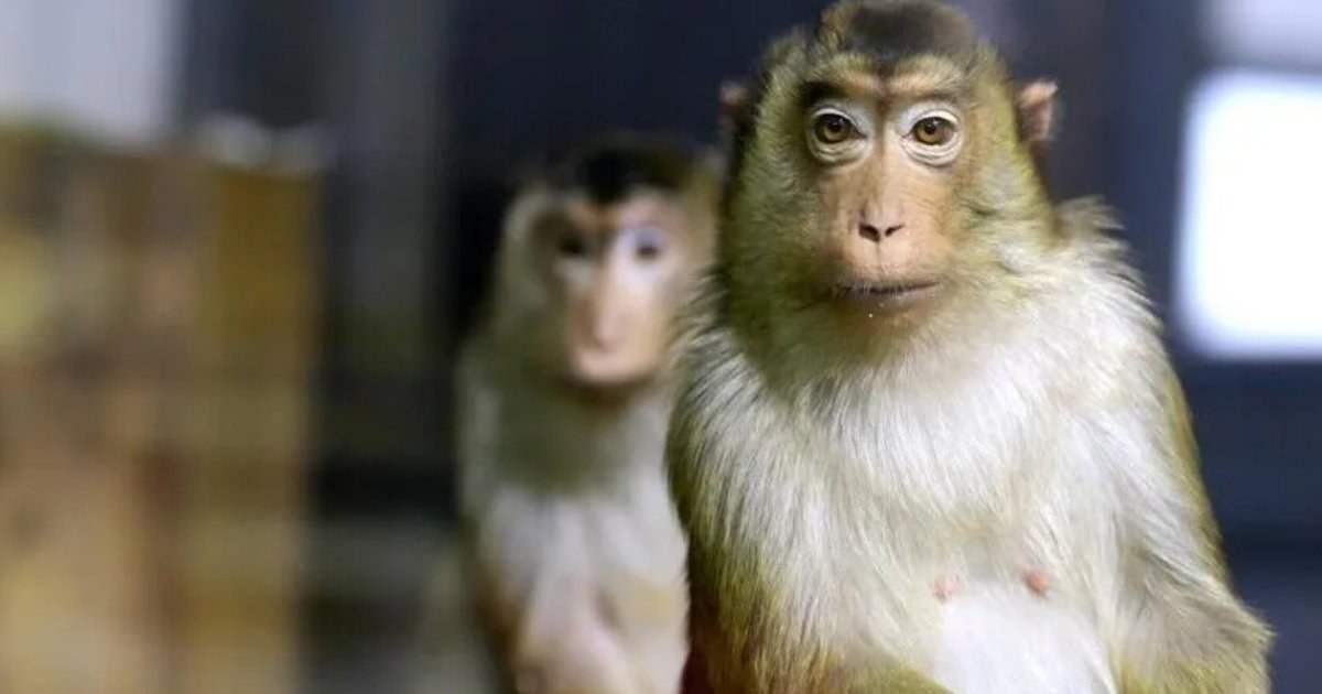 ইন্দোনেশিয়ায় ১৭ জনকে আহত করা বানর আটক