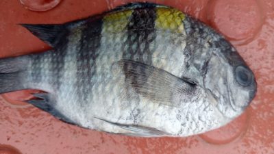 বঙ্গোপসাগরে ধরা পড়ল বিরল সার্জেন্ট মেজর মাছ