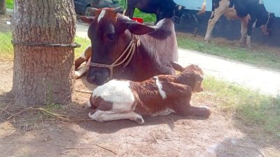 নওগাঁর থানায় উদ্ধার হওয়া ৫ গরুর লালন-পালন, জন্ম নিল নতুন বাছুর
