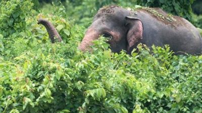 সংকটে বন্য হাতি: আবাসস্থল ও করিডর হারানোর ফলে বিপন্ন প্রজাতি