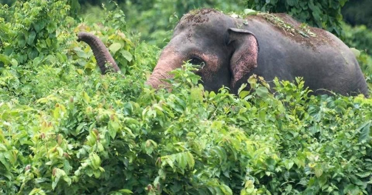 সংকটে বন্য হাতি: আবাসস্থল ও করিডর হারানোর ফলে বিপন্ন প্রজাতি