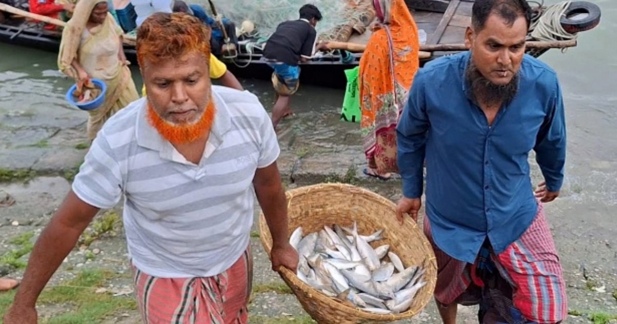 ইলিশের উৎপাদনে দূষণের প্রভাব: মৎস্যমন্ত্রী মোহাম্মদ আমিন উর রশিদের বক্তব্য