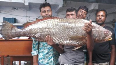 বাগেরহাটে সাড়ে ৩ লাখ টাকায় বিক্রি হলো একটি দাতিনা ভোল মাছ