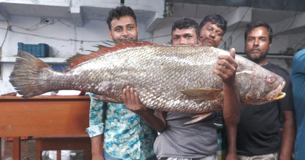 বাগেরহাটে সাড়ে ৩ লাখ টাকায় বিক্রি হলো একটি দাতিনা ভোল মাছ