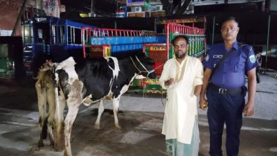 যুবদল কর্মীর বাড়ির আন্ডারগ্রাউন্ডে উদ্ধার হলো চোরাই গরু, আটক ১