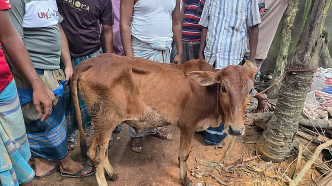 রামগঞ্জে চুরি হওয়া গরু বিএনপি নেতার গোয়ালঘরে, শোকজ