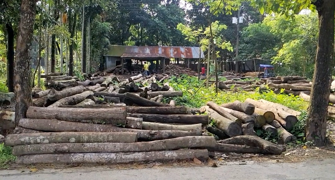 নেই অনুমোদন,সুনামগঞ্জের মঙ্গলকাটায় নিষেধাজ্ঞা অমান্য করে স মিল চালাচ্ছেন মিল মালিক আব্দুস সামাল