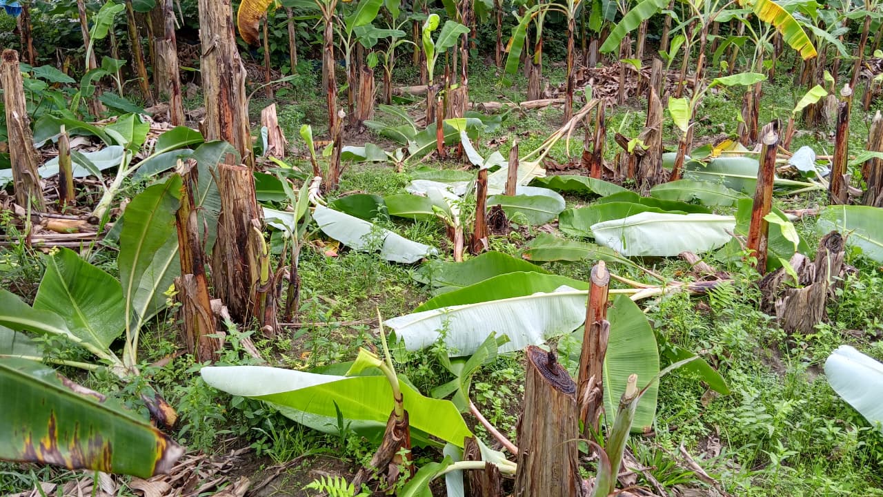 বকশীগঞ্জে কলাগাছের সঙ্গে শত্রুতা, শতাধিক কলা গাছ কেটে ফেলার অভিযোগ