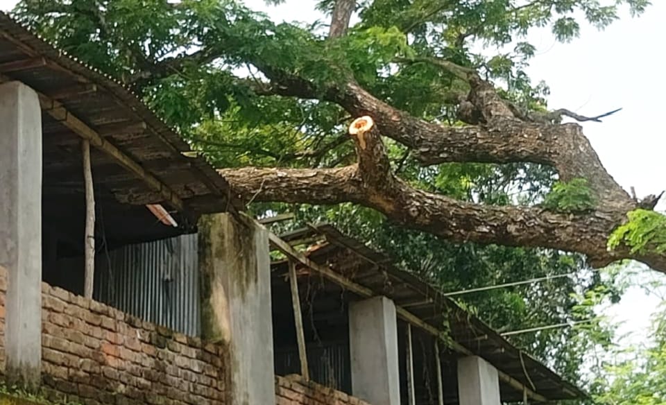 পাঁচবিবিতে গাছের ডালে বিদ্যালয়ের টিনের চালার ক্ষতি, বন্ধ ঢালাই কাজ