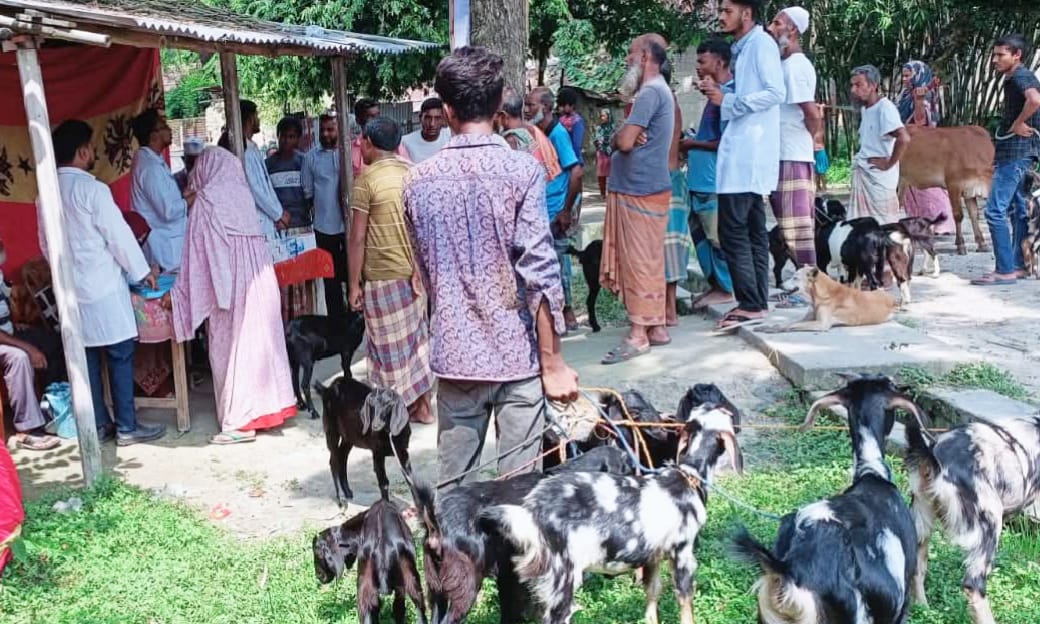 পাঁচবিবিতে ফ্রী ভেটেরিনারি মেডিকেল ক্যাম্প