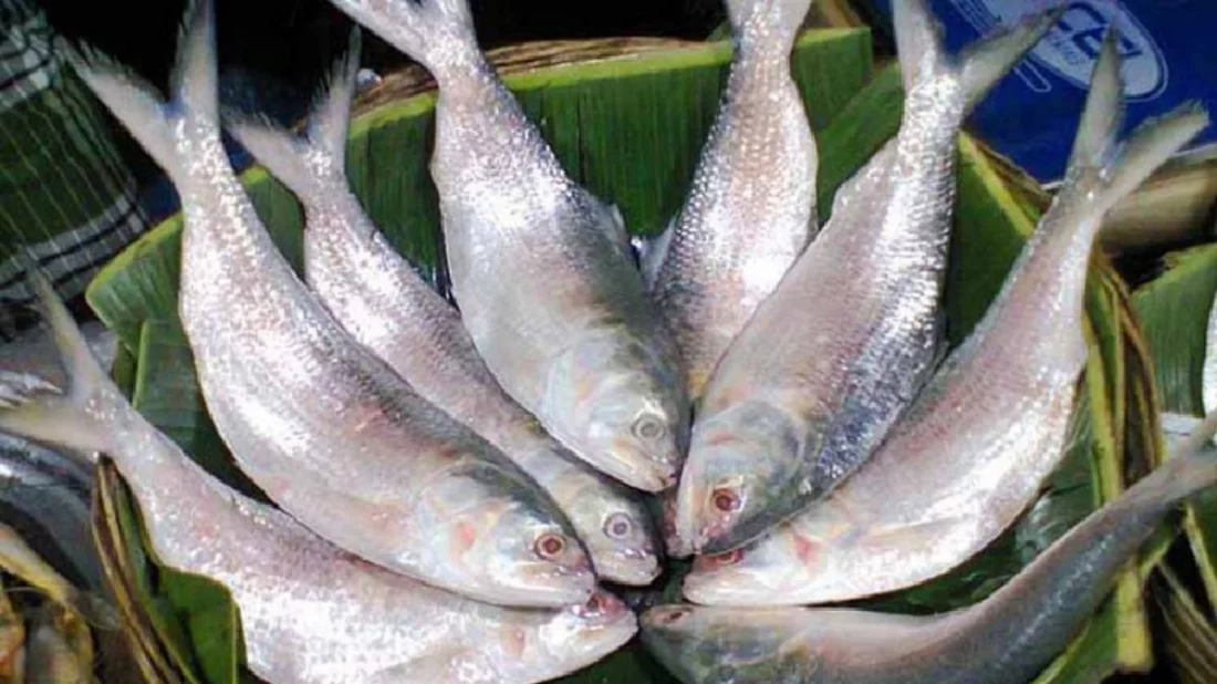 দুর্গাপূজায় বাংলাদেশি ইলিশ চায় ভারত, রপ্তানি নিষেধাজ্ঞা প্রত্যাহারের আবেদন